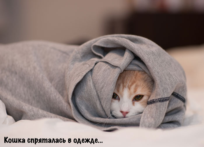 Hidden Cat - звезда - Learn Russian through Songs - http://explorerussian.com