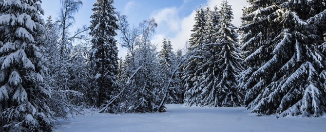 Winter Forest - Explore Russian - синие сугробы